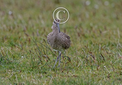Whimbrel  DM1693
